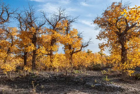 额济纳旗胡杨