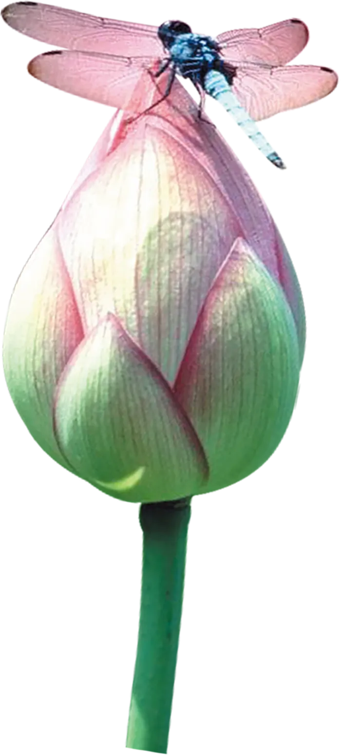 古典元素传统莲花包