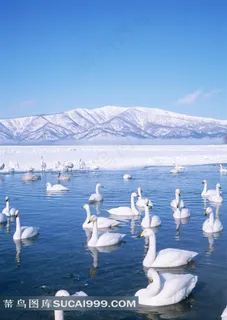 湖水里的白鹅群摄影素材