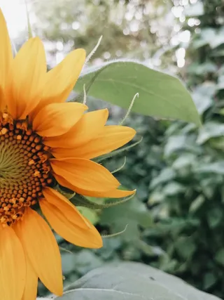 黄色向日葵摄影素材