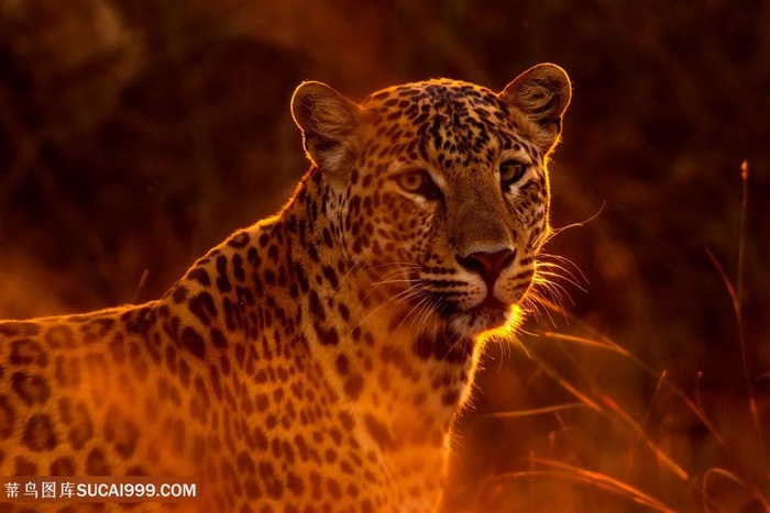 夕阳中的花豹图片野生动物