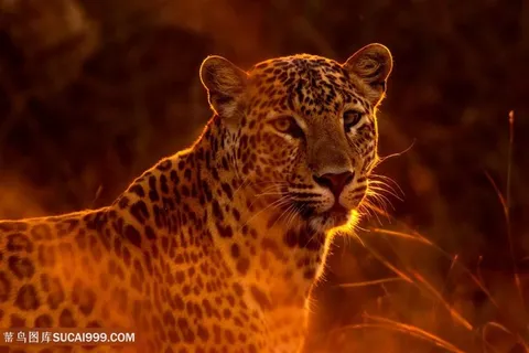 夕阳中的花豹图片野生动物