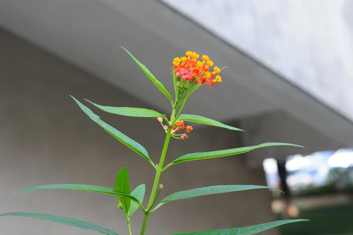 高清马利筋花图片
