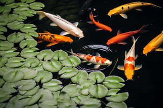 池塘里盛开的睡莲和水里游着的金鱼们摄影图