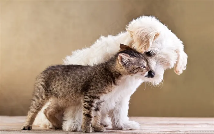 猫咪亲狗狗图片