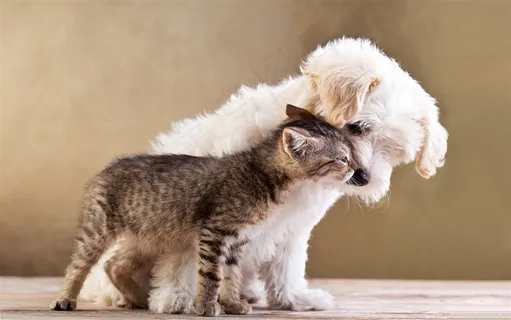 猫咪亲狗狗图片 猫咪亲狗狗图片