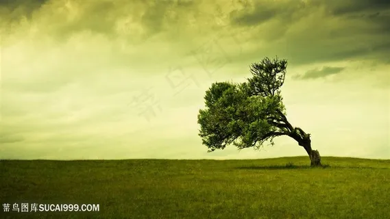 草地大树美景壁纸