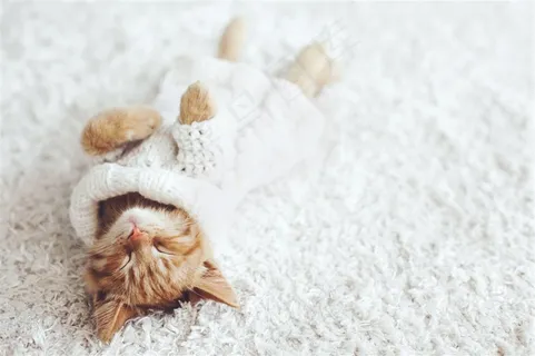 白色衣服睡觉的小猫 白色衣服睡觉的小猫