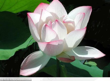 迎着阳光的荷花