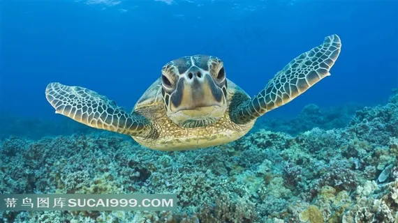 深海里的大海龟摄影素材 深海里的大海龟摄影素材