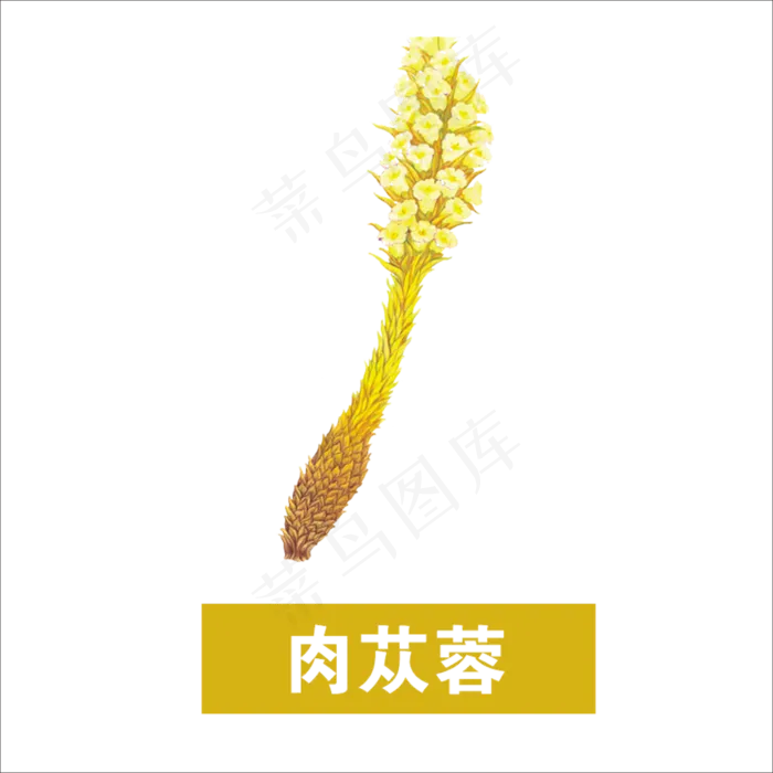 手绘草本中药药材肉苁蓉