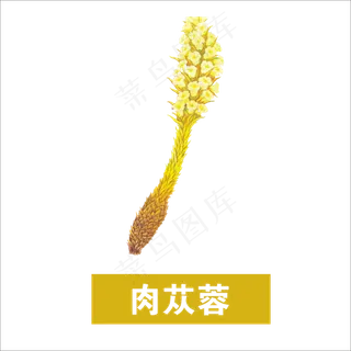 手绘草本中药药材肉苁蓉