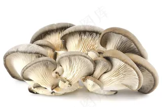 新鲜蘑菇蔬菜食材高清图片