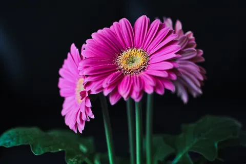 非洲菊花朵摄影图片 非洲菊花朵摄影图片