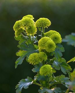 罕见的绿色菊花