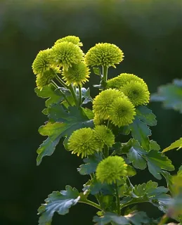 罕见的绿色菊花 罕见的绿色菊花