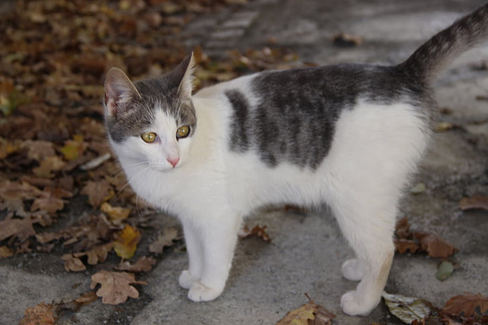 可爱猫咪 动物 素材 奶萌 (180)