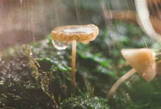 树下雨中小蘑菇