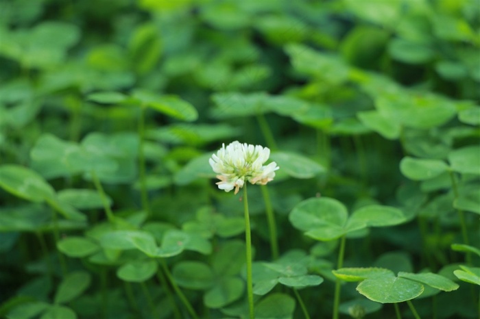 景深三叶草开花