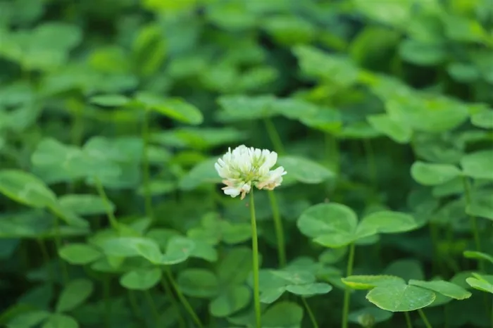 景深三叶草开花