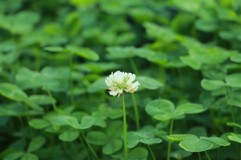 景深三叶草开花