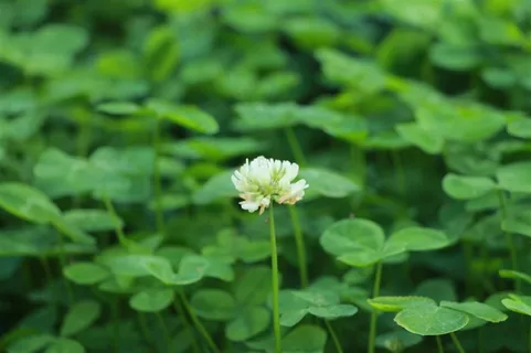 景深三叶草开花