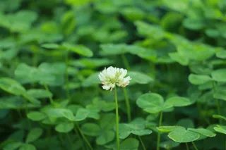 景深三叶草开花