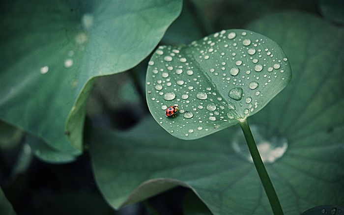 自然世界昆虫七星瓢虫大图