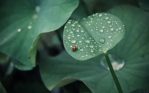 自然世界昆虫七星瓢虫大图 自然世界昆虫七星瓢虫大图