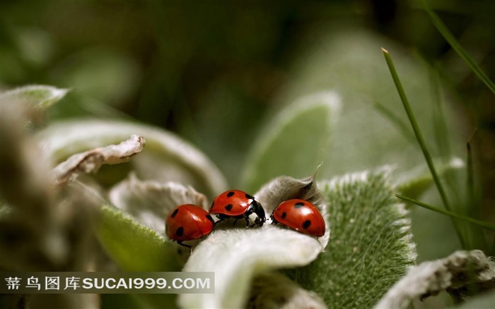 唯美的七星瓢虫