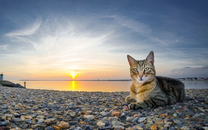 湖边的猫 