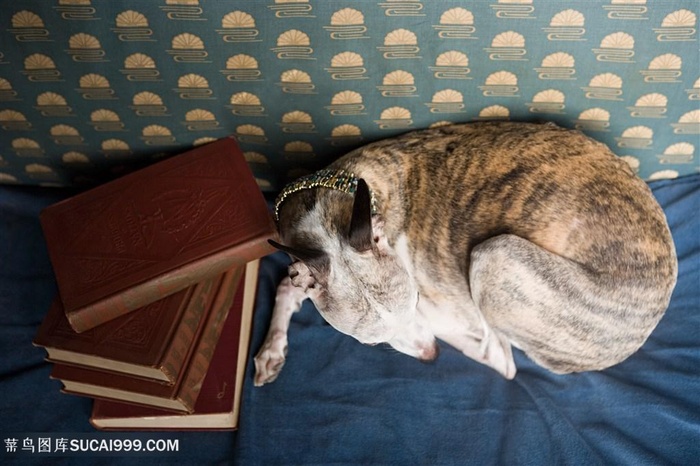 蜷缩在书堆旁边的惠比特犬图片