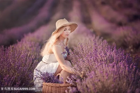 正在采摘薰衣草的美女
