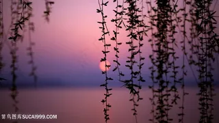黄昏树藤风景画壁纸