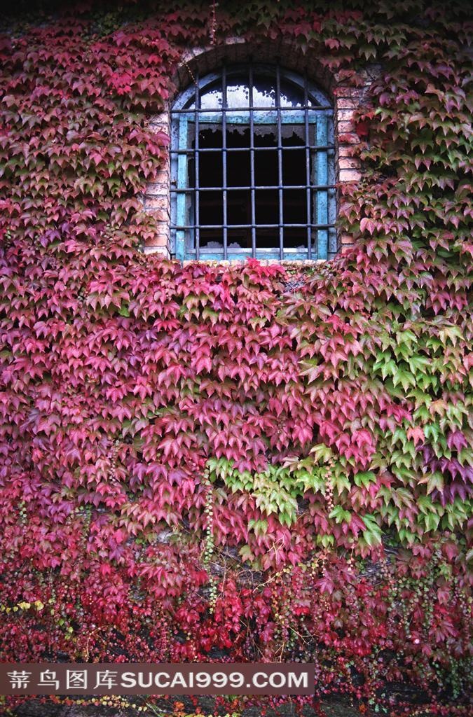 秋天变红的爬墙虎