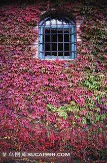 秋天变红的爬墙虎