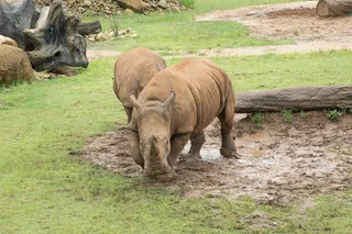 犀牛动物园动物设计素材森林野生