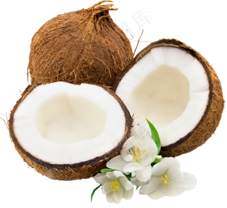 椰子免抠素材 (26)