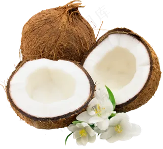 椰子免抠素材 (26)
