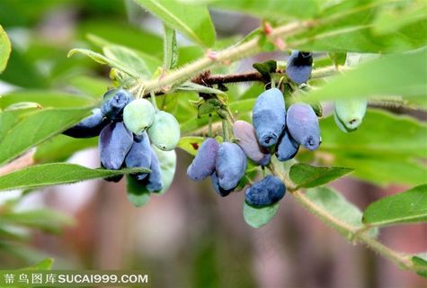 蓝靛果图片  果树