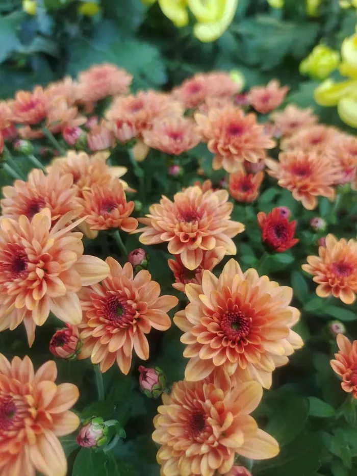 浅红色菊花、秋天、季节