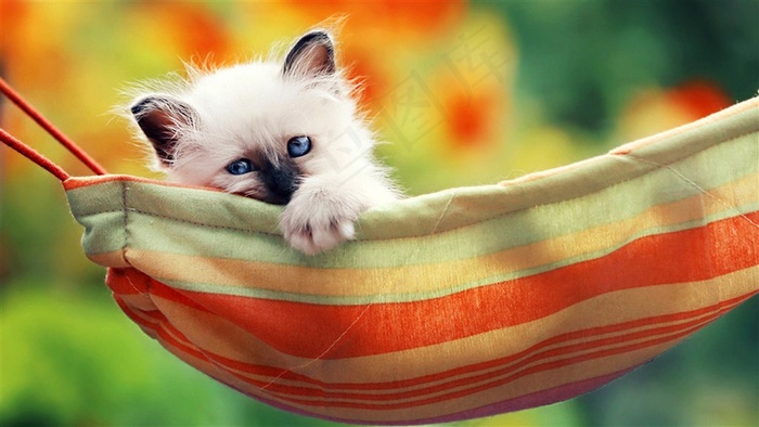 憨态可掬暹罗猫