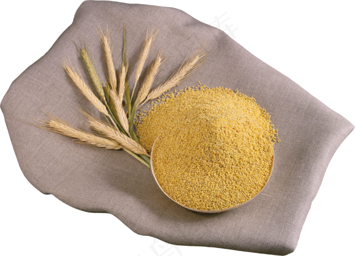 免抠农家小麦实物摄影
