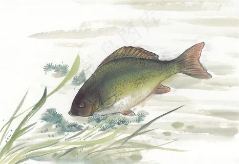 鱼虾蟹龟大图jpg素材