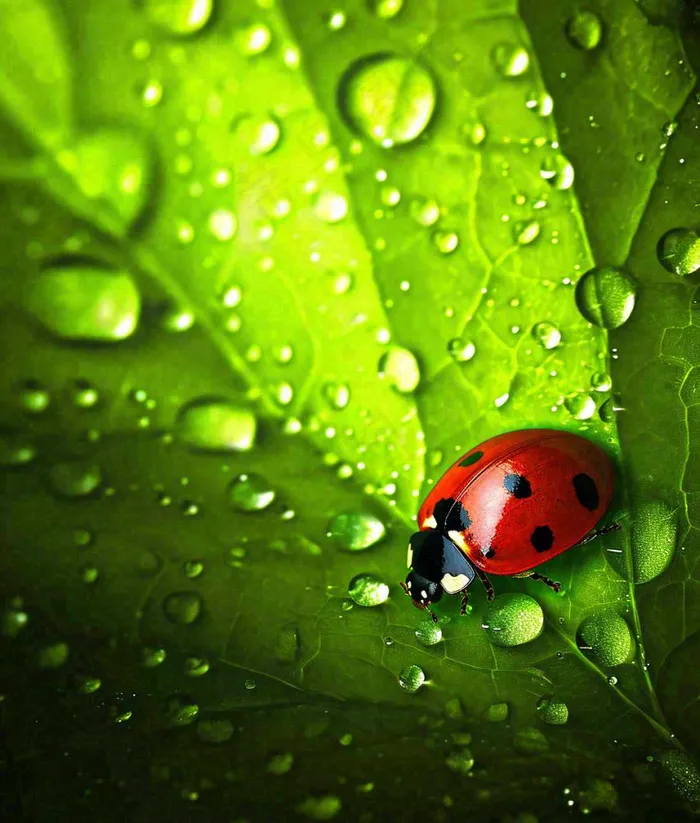 春天夏天七星瓢虫动物昆虫在绿叶上，谷雨立夏夏至小暑摄影图(1008x1184)