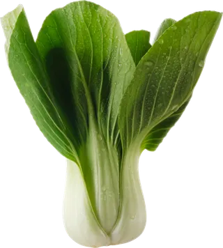 单颗小青菜上海青透明底摄影图