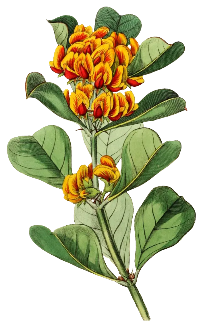复古手绘植物花卉玫瑰花PNG免扣图案高清图片PS设计素材图