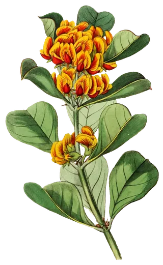 复古手绘植物花卉玫瑰花PNG免扣图案高清图片PS设计素材图