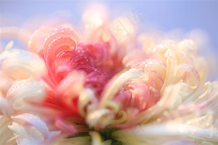 唯美的粉菊花素材