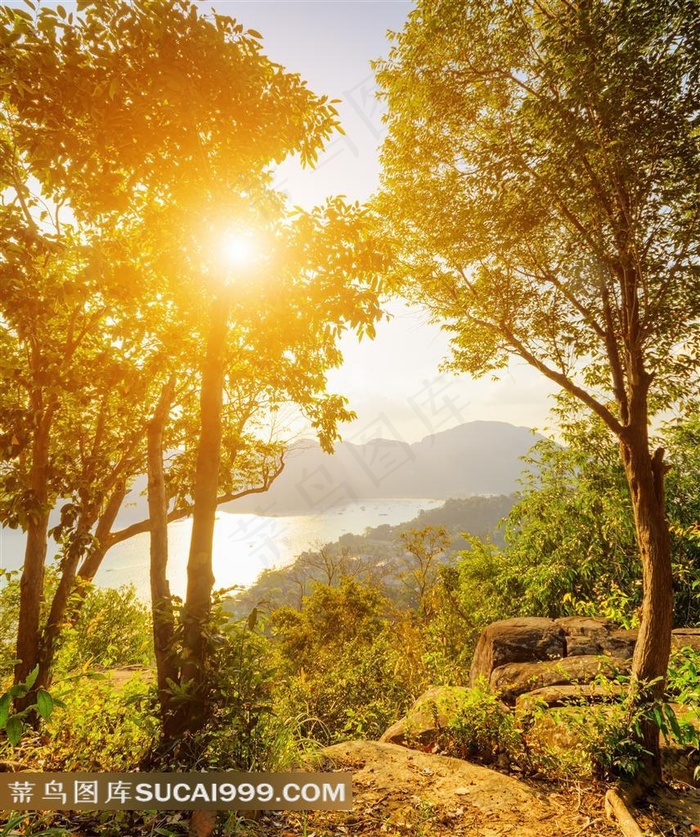 晨曦中的森林自然风光风景图片